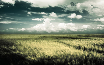 fields, nature HD wallpaper