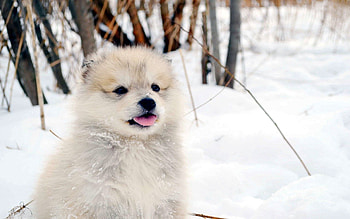 Animals, Snow, Fluffy, Dog, Puppy HD wallpaper