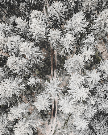 Winter, Nature, Trees, Snow, View From Above, Road, Forest HD phone wallpaper