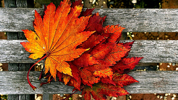 Foliage, Autumn HD wallpaper