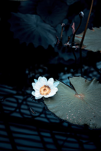 Flowers, Water, Flower, Plant, Water Lily HD phone wallpaper