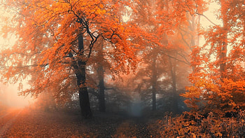 Misty day, mist, fog, pretty, trees, rusty, nature, Autumn, forest HD wallpaper