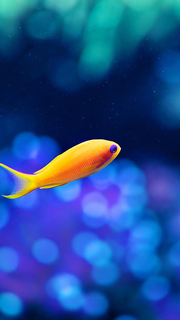 Little fancy fish Sony Xperia , Vibrant and vibrant, Colorful aquatic life, Stunning underwater graphy HD phone wallpaper