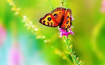 Flowers, Grass, Leaves, Macro, Butterfly HD wallpaper