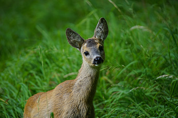 Animals, Grass, Young, Muzzle, Deer HD wallpaper