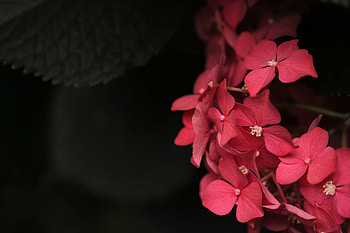 Flowers, Leaves, Pink, Plant, Petals HD wallpaper