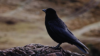 Anime raven bird , Artistic depiction, Mythical creature, Beautiful design HD wallpaper