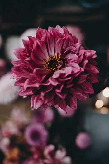 Flowers, Pink, Flower, Close-Up, Bloom, Flowering, Dahlia HD phone wallpaper