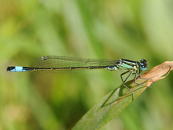 Plant, Macro, Insect, Flight, Dragonfly HD wallpaper