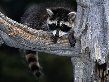 Animals, Raccoons HD wallpaper