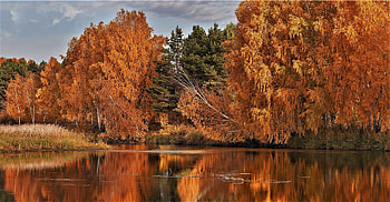 lakeside trees, autumn, trees, sky, lake HD wallpaper