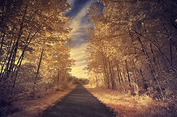 Roadside Trees, roadside, trees, cool HD wallpaper
