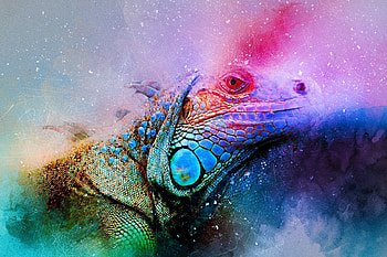 Abstract, Art, Reptile, Colourful, Colorful, Iguana HD wallpaper