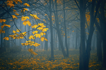 Nature, Trees, Autumn, Leaves, Fog HD wallpaper