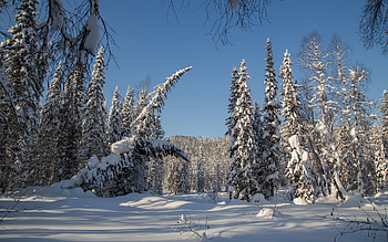 Snow Covered Mountain, winter, trees, mountain, snow HD wallpaper