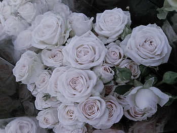 Roses, white flowers, bouquet HD wallpaper