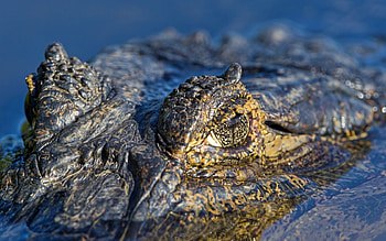Animals, Water, Macro, Crocodile HD wallpaper