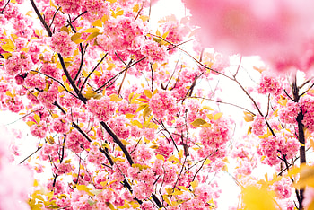 Pink Blossoming Tree , blossom, pink, trees HD wallpaper