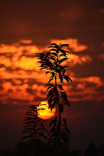 Sunset, Sun, Twilight, Dark, Branch, Dusk HD phone wallpaper