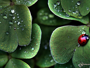 Insects, Leaves, Ladybugs, Drops HD wallpaper