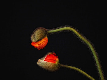Love Flowers, beautiful, flowers, , love HD wallpaper