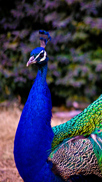 Peacock feathers , Animals beauty, quality, Nature's artwork HD phone wallpaper