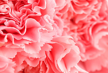 Close-up, Carnations HD wallpaper