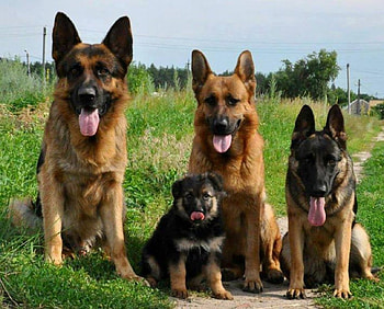 A Happy Family, graphy, animals, dogs, cool, beautiful HD wallpaper