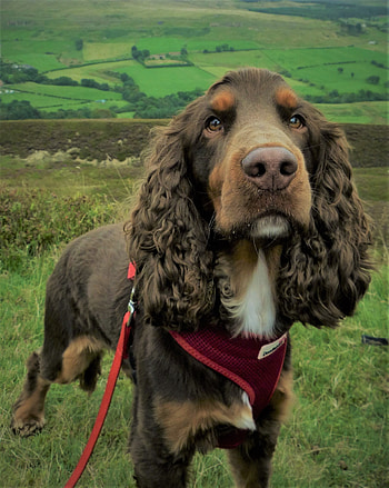 Animals, Spaniel, Dog, Muzzle HD phone wallpaper