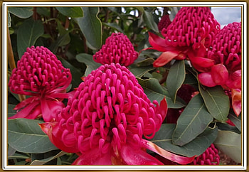 BEAUTIFUL WARATAH, PRETTY, NATURE, FLOWERS HD wallpaper