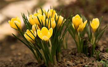Flowers, Leaves, Land, Earth, Spring, Primrose, Crocuses HD wallpaper