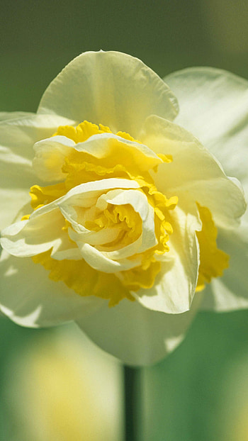 Daffodil, Adorable White Flower HD phone wallpaper