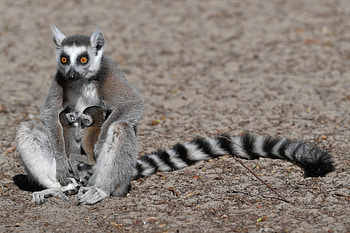 Ring-tailed lemur babies, Debrecen Zoo, Hungary, Lemur breeding program HD wallpaper