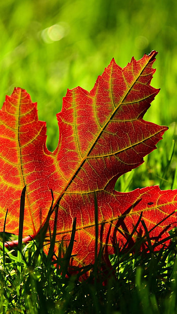 Maple leaf and grass, Close up , Nature's beauty, Backgrounds HD phone wallpaper