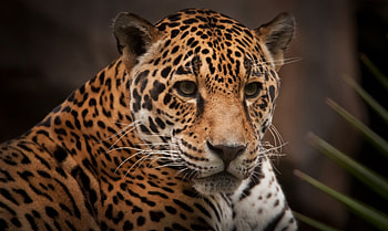 Animals, Jaguar, Predator, Wild Cat, Wildcat HD wallpaper