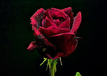 ღ❤ღ, rose, beautiful, macro, flower HD wallpaper