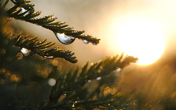 Sunset, Drops, Macro, Branch HD wallpaper