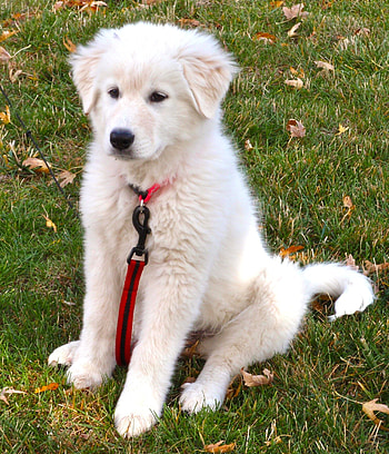 Akbash Dog, Akbash dog ideas, Akbash dog breeds HD phone wallpaper