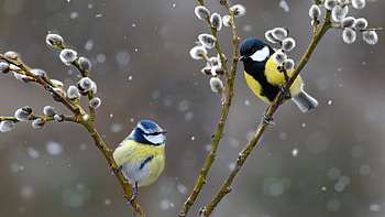 :), blue tit, bird, winyer, yellow, iarna, couple, pasari, pitigoi, nature HD wallpaper