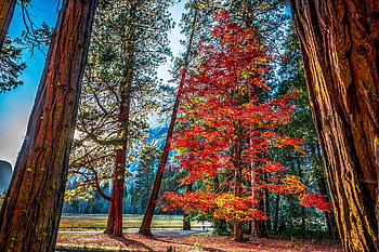 Autumn tree beauty, Enchanting redwood forest, Nature's wonder, Serene landscapes HD wallpaper