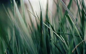 Plants, Grass HD wallpaper