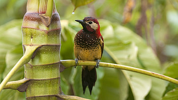 The crimson-mantled, Woodpecker HD wallpaper