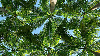 Worm's Eye View graphy Of Green Palm Trees Leaves In Blue Sky Background Nature HD wallpaper