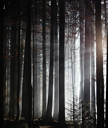 Nature, Trees, Twilight, Forest, Fog, Dusk, Sunlight HD phone wallpaper