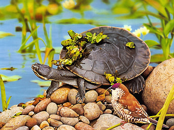 Animals, Turtles HD wallpaper