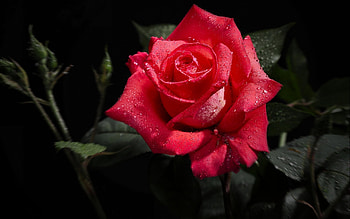 Plants, Flowers, Roses HD wallpaper