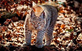 Animals, Bobcats HD wallpaper