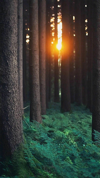 Morning sunlight through trees, Soft beams of glow, Nature's embrace, Serenity captured HD phone wallpaper