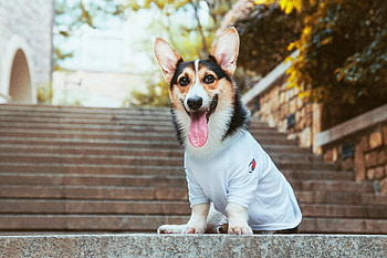 Animals, Dog, Protruding Tongue, Tongue Stuck Out, Stylish, Welsh Corgi HD wallpaper