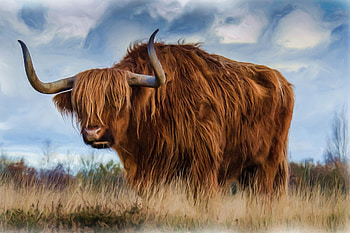 Highland cow, Rustic charm, Grassy landscapes, Nature's masterpiece HD wallpaper